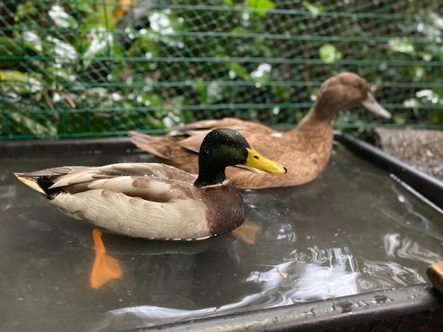 Meet Stevie, the blind Mallard duck. Stevie came to the sanctuary in 2014 from another local rescue which had done a brilliant job of saving him from death after he’d been attacked and sustained traumatic eye damage. Now completely blind, he does really well in a secure pen at Manor Farm with his wife Wanda as his loudly quacking ‘guide duck’. They’re a very sweet couple!
Photo by Courtney Woolhouse.