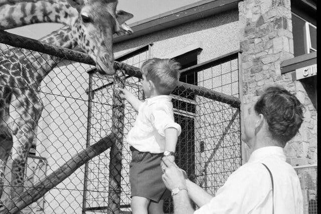 A little boy is held up to feed one of the giraffes at Edinburgh Zoo in 1963. The magnificent animals haven't been at the zoo in more than a decade but are set to return to a new enclosure this year.