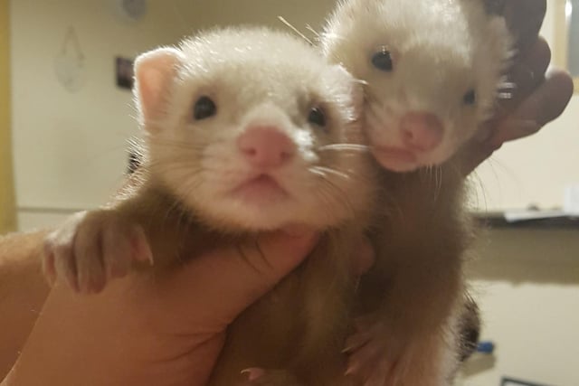 Kelly King says: "Peanut and Biscuit, my baby ferrets."