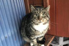 Five year old male Paddy is very shy.  He is inquisitive and would really like his new home to be in a place that’s safe for him to explore outside the back garden.