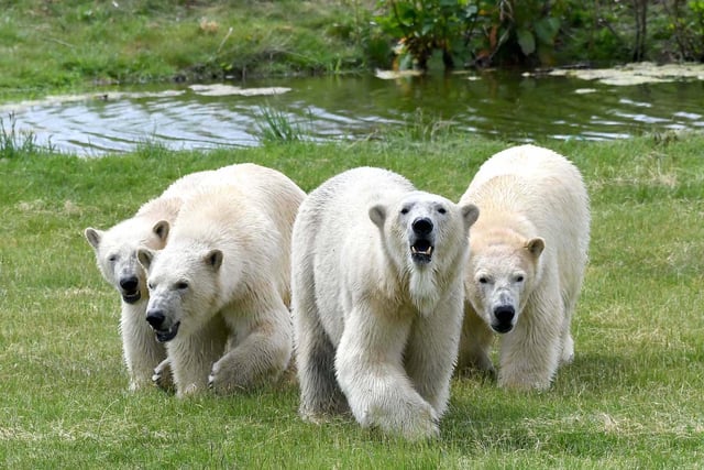 Polar Bear Flocke and her 3 cubs Indianna, Tala and Yuma arrived at the park in June from Marineland in Antibes, France. The new arrivals from France brought the park’s polar bear total up to eight, which makes Project Polar the largest polar bear centre outside Canada. Project Polar is a dynamic project that brings together Polar bear welfare, conservation and awareness and research to benefit the species in the wild and advance welfare in zoos and wildlife parks.