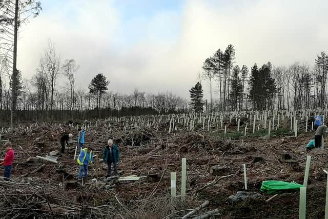 Friends of Whirlowbrook Park volunteers tree planting at Rough Standhills