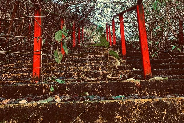 A stairway so overgrown and forgotten, it's almost impassable