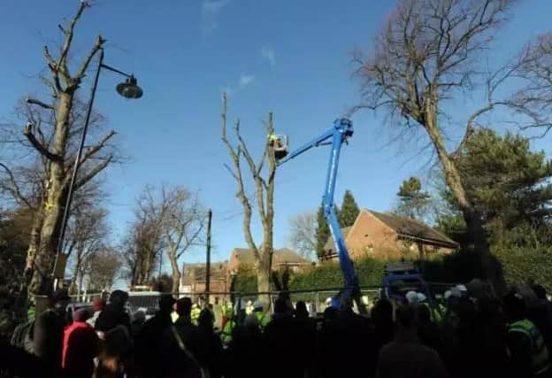 Tree felling in Sheffield