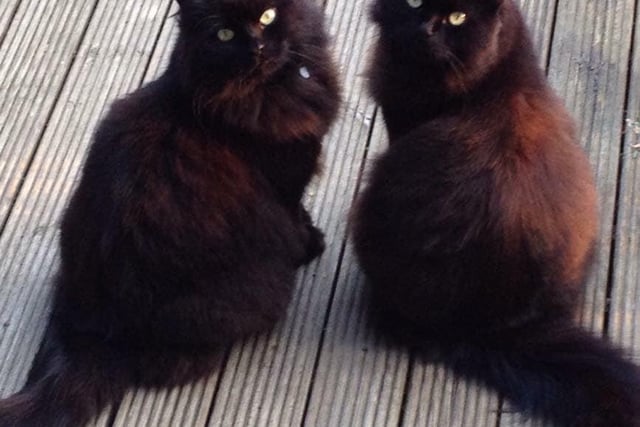 Penny Shaw's cats Ronnie and Reggie have to be brothers