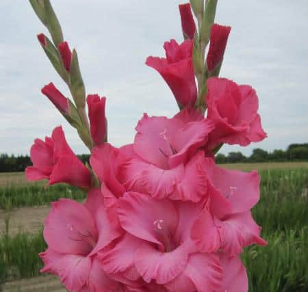 The Tracey T gladioli in full bloom