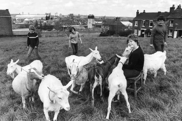 Heeley City Farm, Richards Road, Heeley, in 1983.