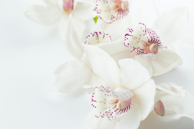 Cancers make for loyal friends, as such a longer-lasting flower that requires more care such as a white orchid makes for a perfect present.