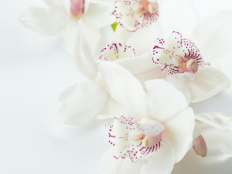 Cancers make for loyal friends, as such a longer-lasting flower that requires more care such as a white orchid makes for a perfect present.