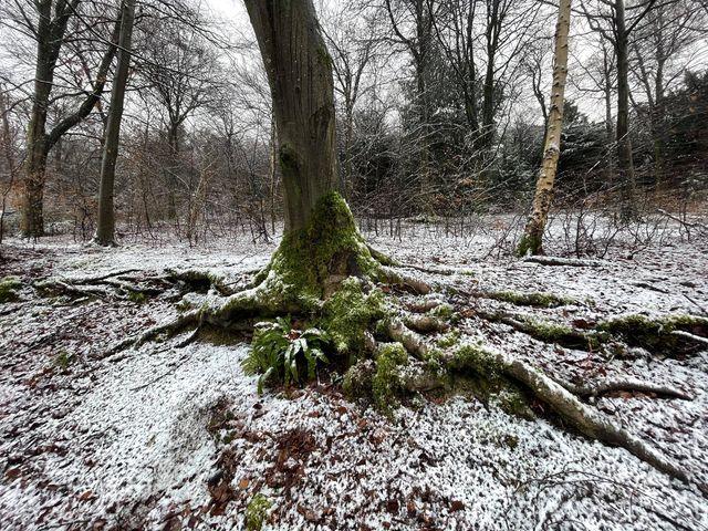 Snowy scenes in Queen Elizabeth park. Picture: Marcin Jedrysiak