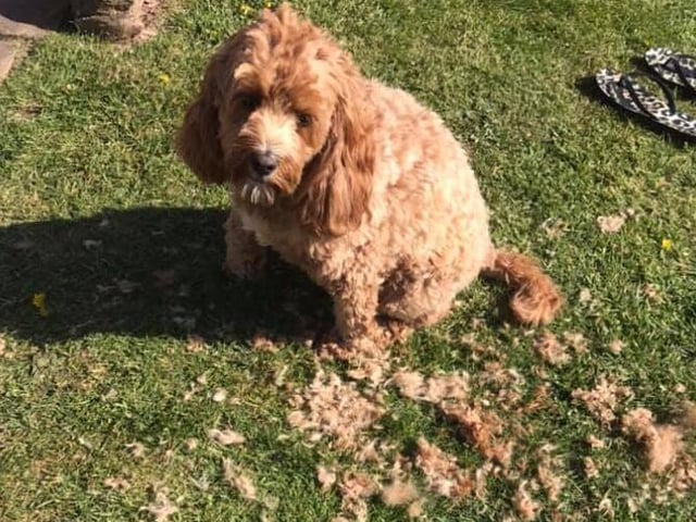 Ruby the Cavapoo getting a lockdown haircut from owner Louise Taylor.