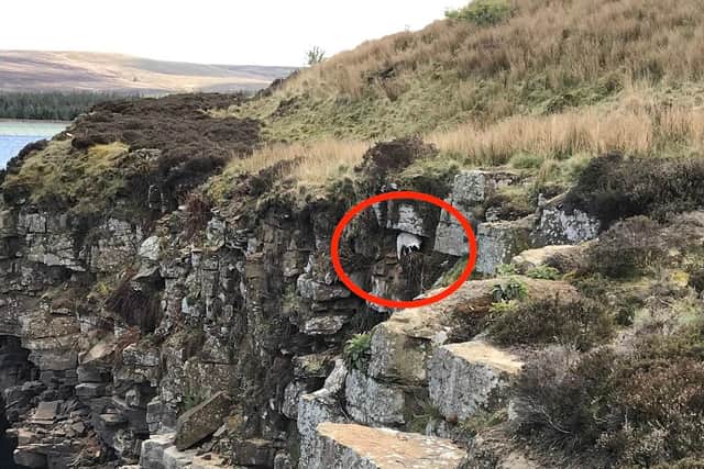 South Yorkshire Fire and Rescue brought a tiny stranded lamb to safety after it was stuck on a ledge.