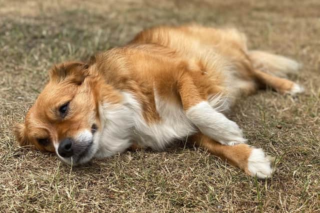 The RSPCA says it could be ‘a matter of life or death’ if pet owners do not take extreme caution and familiarise themselves with the signs of heatstroke in animals ahead of the severe heatwave this weekend.