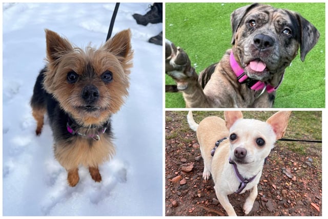 Helping Yorkshire Poundies has a number of dogs available for adoption