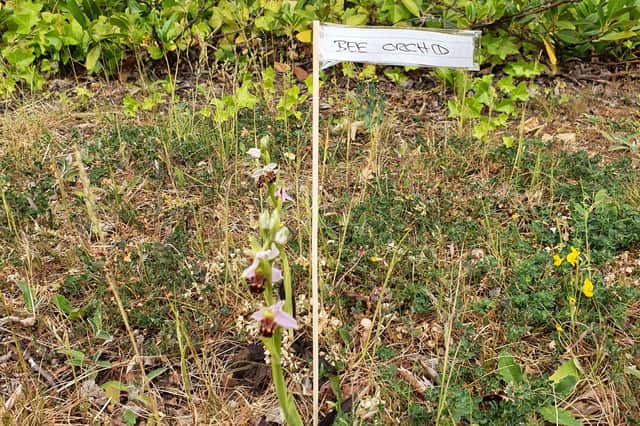 The bee orchid has been spotted growing outside Menzies Distribution in Tinsley