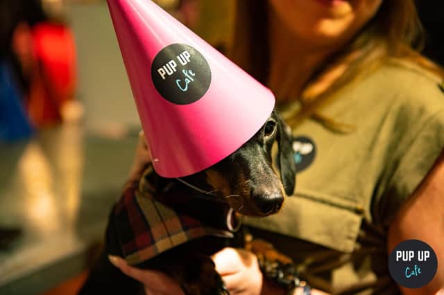Party time for dachshunds!
