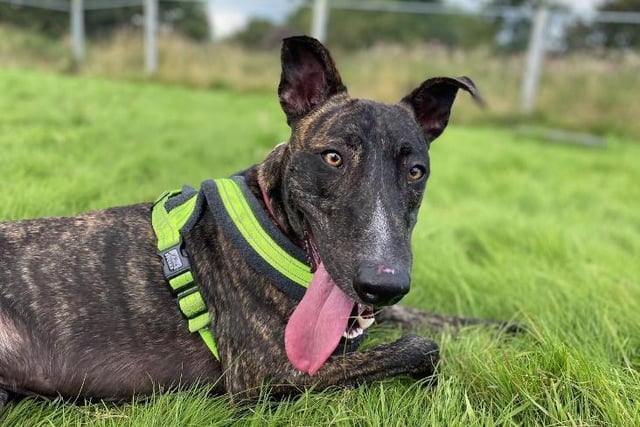 Meet Marlow, who is always on the go! The  one-year-old brindle greyhound cross breed would love a family that can dedicate lots of time and could take him to fly-ball and agility classes He loves running too. He is a bouncy and fun loving pup, who always wants to be around his favourite people - and play ball! A super happy chappy, his tail does not stop wagging. He would need help to learn to love another dog, though being the only pet in the house would be the best situation for him. He could live around secondary age children. See: https://www.rspca.org.uk/findapet/details/-/Animal/MARLOW/ref/BSA2105752/rehome