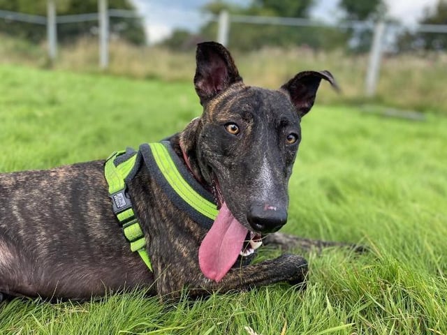 Meet Marlow, who is always on the go! The  one-year-old brindle greyhound cross breed would love a family that can dedicate lots of time and could take him to fly-ball and agility classes He loves running too. He is a bouncy and fun loving pup, who always wants to be around his favourite people - and play ball! A super happy chappy, his tail does not stop wagging. He would need help to learn to love another dog, though being the only pet in the house would be the best situation for him. He could live around secondary age children. See: https://www.rspca.org.uk/findapet/details/-/Animal/MARLOW/ref/BSA2105752/rehome