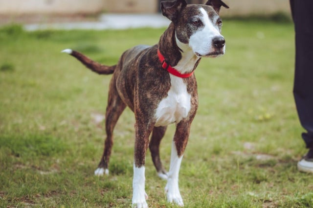 Kelly, an eight-year-old mixed breed, loves nothing more than the company of people. Despite her age, she's young at heart and will always want it to be playtime. She's reserved at this point.