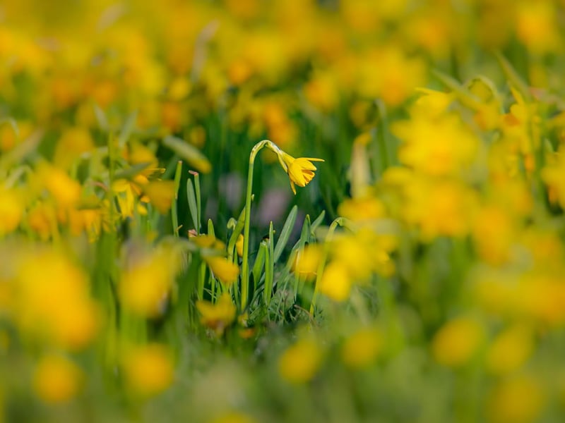 Spring scene captured by Alison J Charlton