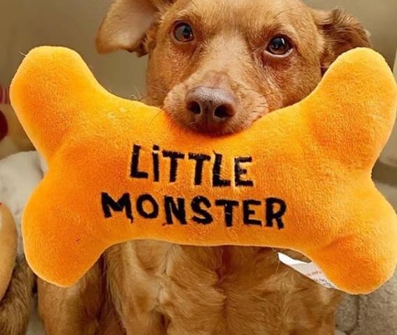 Halloween is not just for kids! This cute little dog got into a spirit with an adorable pillow. Taken by @kayleighpage_