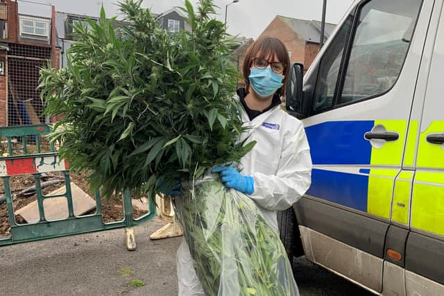 PC Laura Thompson with some of the cannabis plants seized from the house on Kaye Place in Crookesmoor, Sheffield (photo by Lydia Kerin)