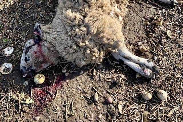 An archive police photo of a sheep which was attacked and killed in South Yorkshire. Officers say more recent photos are too disturbing to share
