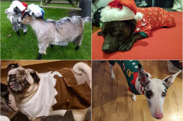 Here comes Santa Paws! Meet our first batch of festive stars as we look towards Christmas.