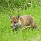 Young fox at Ancholme Valley taken by Prof Ian Rotherham.