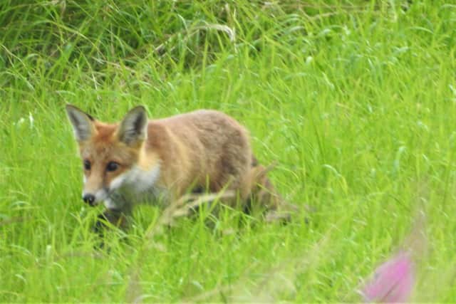 Young fox at Ancholme Valley taken by Prof Ian Rotherham.