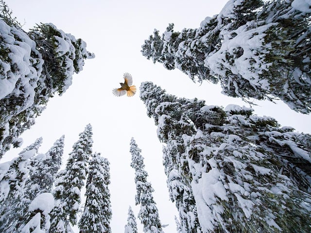 Lasse Kurkela (Finland) watches a Siberian jay fly to the top of a spruce tree to stash its food. Lasse wanted to give a sense of scale in his photograph of the Siberian jay, tiny among the old-growth spruce-dominated forest. He used pieces of cheese to get the jays accustomed to his remotely controlled camera and to encourage them along a particular flight path. Siberian jays use old trees as larders. Their sticky saliva helps them glue food such as seeds, berries, small rodents and insects high up in the holes and crevices of the bark and among hanging lichens.