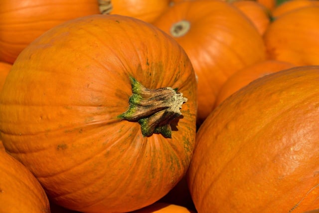 Pre-book tickets for the Pumpkin Festival at Adventure Valley, Durham, between October 24 and November 1. Collect your pumpkin and get creative with carving.