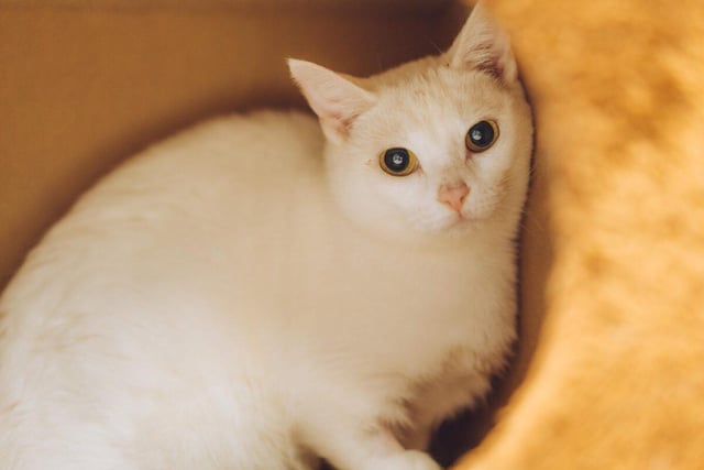 Look at those eyes! Cookie is solitary animal who may not get on with dogs or children, but should be fine living with another cat. She also likes her own space and enjoys running around outdoors. Keep up with her if you can!