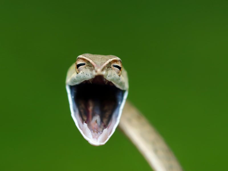 Vine snakes are very commonly seen snakes in western ghats of India. When approached they show aggression by opening their mouth wide open. Nothing to scare of this beautiful harmless Vine snake.I was happy to find it and smiling and It looks like he was smiling back at me.
Animal: Vine snake
Location of shot: India