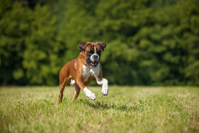 Boxer dogs are known for being playful, energetic, loyal and friendly. They love affection and enjoy being paid attention and given lots of strokes and cuddles (Photo: Shutterstock)