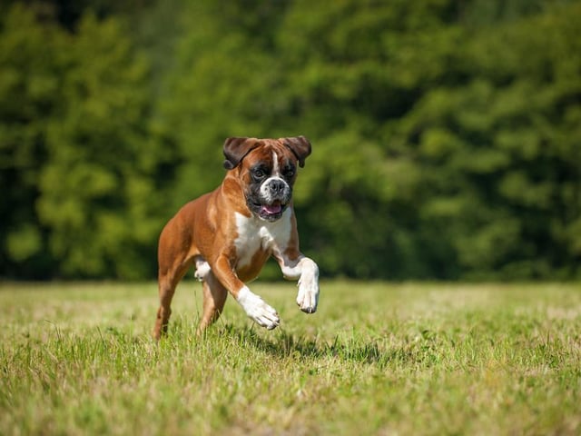 Boxer dogs are known for being playful, energetic, loyal and friendly. They love affection and enjoy being paid attention and given lots of strokes and cuddles (Photo: Shutterstock)