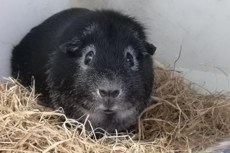Claire Faddel: "Poor Doodle the Guinea pig has been with us for over 108 days. He’s a nervous wee piggy who doesn’t get along with other Guinea pigs. However, he’d make a great companion for someone who has a lot of time to spend with him."