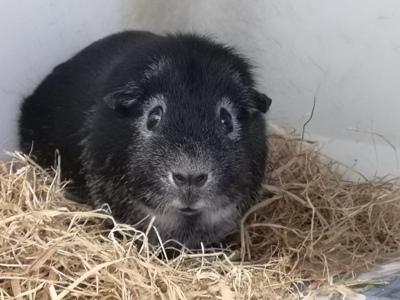 Claire Faddel: "Poor Doodle the Guinea pig has been with us for over 108 days. He’s a nervous wee piggy who doesn’t get along with other Guinea pigs. However, he’d make a great companion for someone who has a lot of time to spend with him."