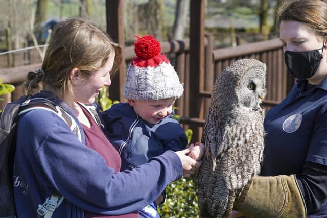 Mayfield Alpaca Animal Farm welcomes back visitors to the venue. Two year old Joshua Hinson and mum Tamsin meets owl, Strix. Picture Scott Merrylees