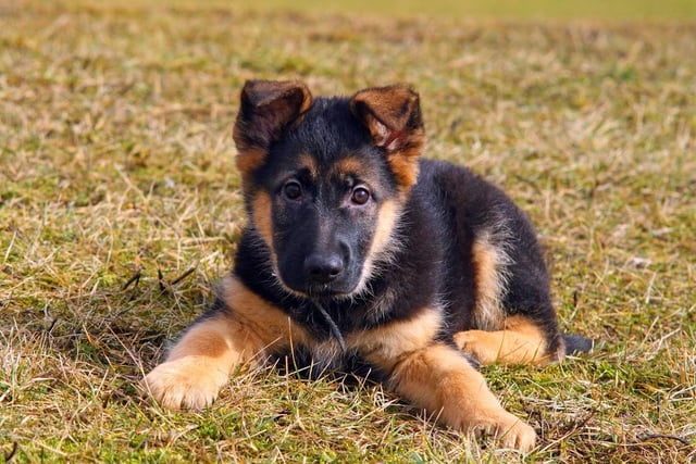 German Shepherd puppies are now around £706.00, a rise of 40.36% from 2019.