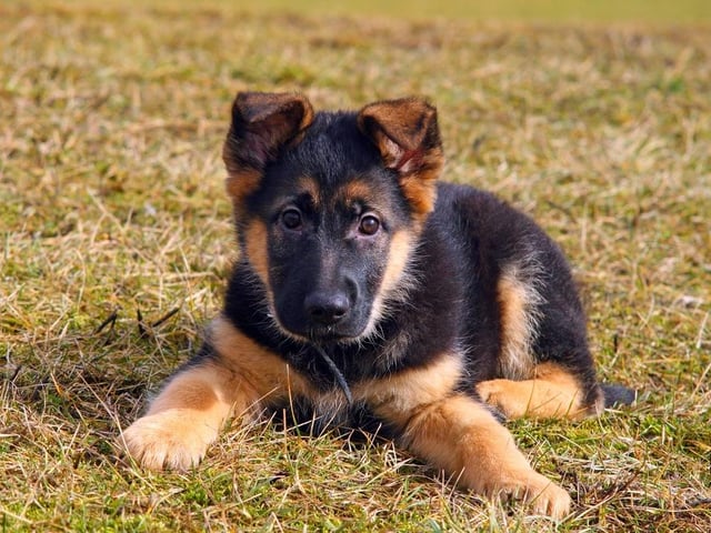 German Shepherd puppies are now around £706.00, a rise of 40.36% from 2019.