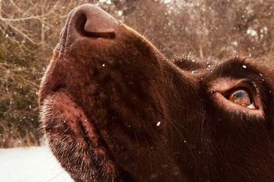 Nicky Mowatt's 7-year-old chocolate labrador Barney loving the winter weather.