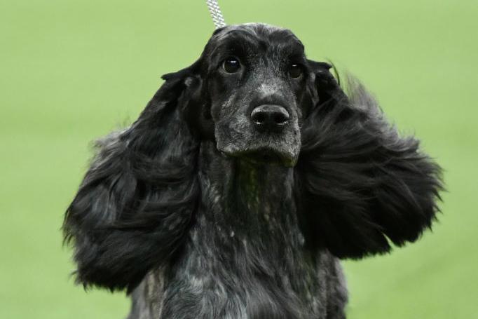 Anotehr that is popular because of how easy it is to train is the Cocker Spaniel. Also gentle and laid back, but like to be active so make a good walking partner. (Photo by Sarah Stier/Getty Images) (Photo by Sarah Stier/Getty Images)