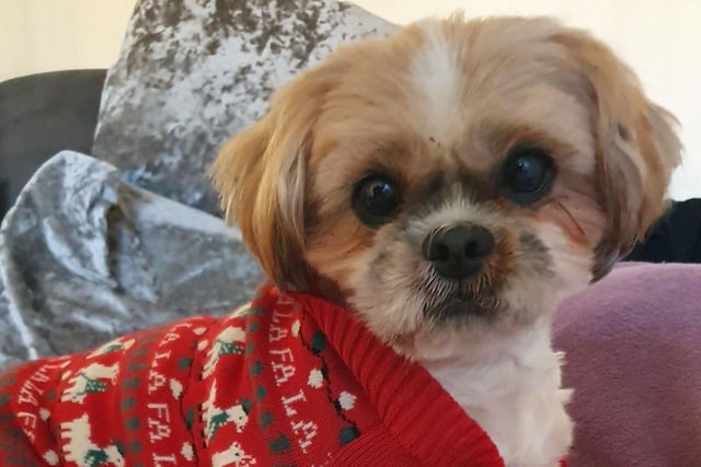 Fudge strikes a pose in his Christmas jumper. Looking good!