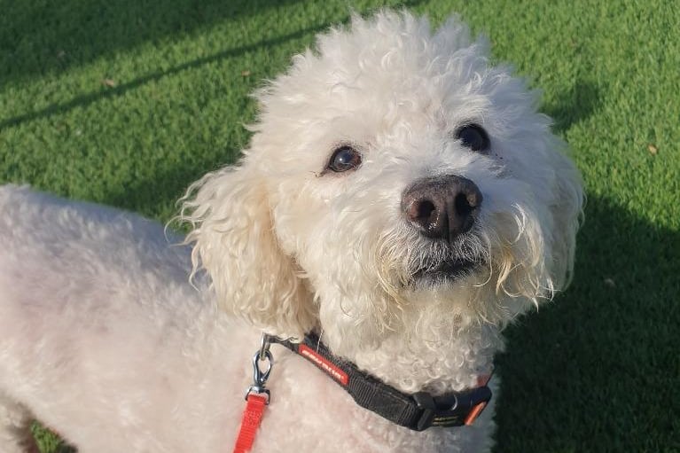 Toby is a Bichon Frise and 10 years and four months old.
He is a complicated little chap who will need a very understanding new family. 
His new home will ideally have a large garden space where Toby can potter - he has ongoing medical issues for which he will need ongoing treatment. 
His new owners should have experience with dogs and will need to visit the Sanctuary several times to build a good relationship with him. 
Toby should have his own space in the house where he can be left to sleep and eat. He should live with adults only and must be the only pet in the home. 
Toby is very affectionate on his terms but certainly not a lap dog. 
He has had a very sheltered life so it does take some time to gain his trust.