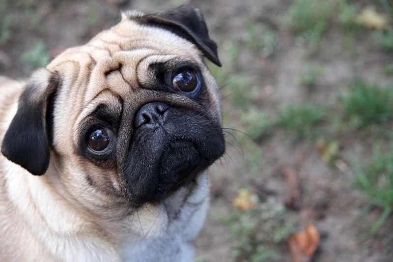 There were 92 reports of stolen pugs – 76 purebreds and 16 crosses.