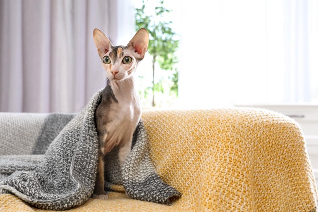 The hairless Sphynx is a muscular cat, with broad ears and a wide-eyed, friendly expression. They are sweet-natured, lively cats, who are also inquisitive and love to be the center of attention (Photo: Shutterstock)