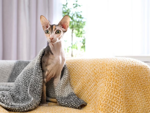 The hairless Sphynx is a muscular cat, with broad ears and a wide-eyed, friendly expression. They are sweet-natured, lively cats, who are also inquisitive and love to be the center of attention (Photo: Shutterstock)
