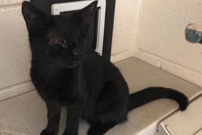 This is LJ, who is approximately 8. The RSPCA advise that he is blind but 'once he has sniffed your hand he enjoys lots of fuss and attention and is a really affectionate boy'. He can only live with adults and can't live with other cats or dogs. LJ cannot be homed in the Basingstoke area.
