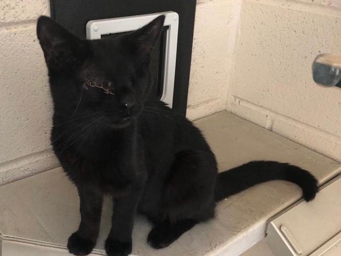 This is LJ, who is approximately 8. The RSPCA advise that he is blind but 'once he has sniffed your hand he enjoys lots of fuss and attention and is a really affectionate boy'. He can only live with adults and can't live with other cats or dogs. LJ cannot be homed in the Basingstoke area.